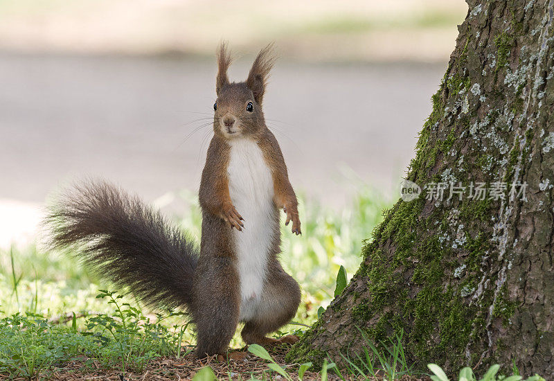 欧亚直立红松鼠(Sciurus vulgaris)